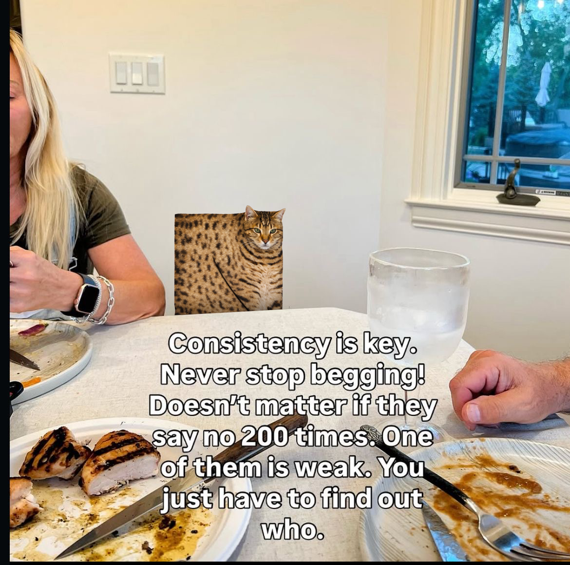 CUBISM CAT app  gallery image