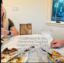 CUBISM CAT app gallery image