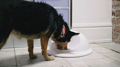 Color Match by CleverPet gallery image