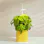 Nano Garden