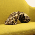 flatcat