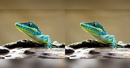 PhotoRescue gallery image