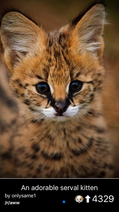 Comit for Reddit gallery image