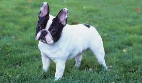 Isabella or Lilac French Bulldog