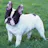 Isabella or Lilac French Bulldog