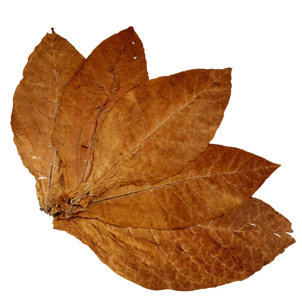 Buy Raw Burley Tobacco Leaves 대표 미리보기