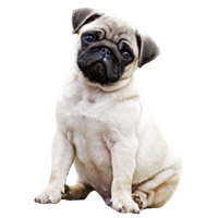Premium Pet House gallery image