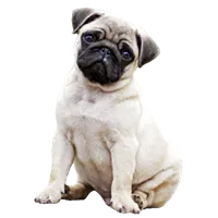 Premium Pet House gallery image