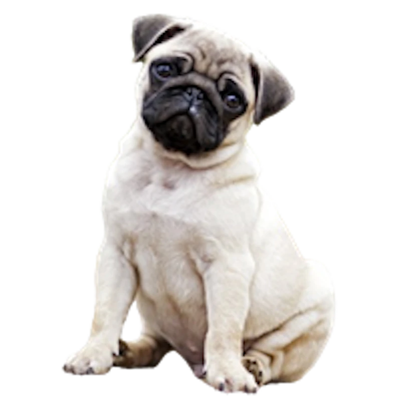 Premium Pet House screenshot 8
