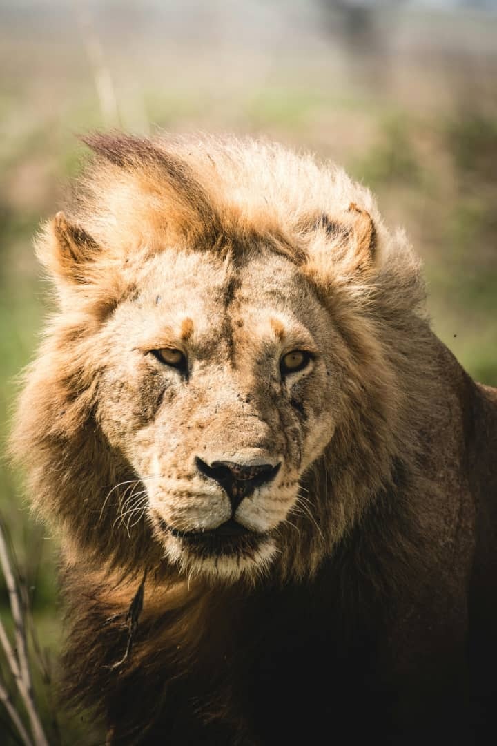 Africantrust Safari gallery image