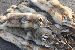 曬黑皮毛的過程：技術。 media 4