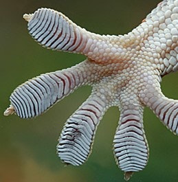 Surprisingly Awesome - Adhesives