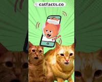 CatFacts media 1
