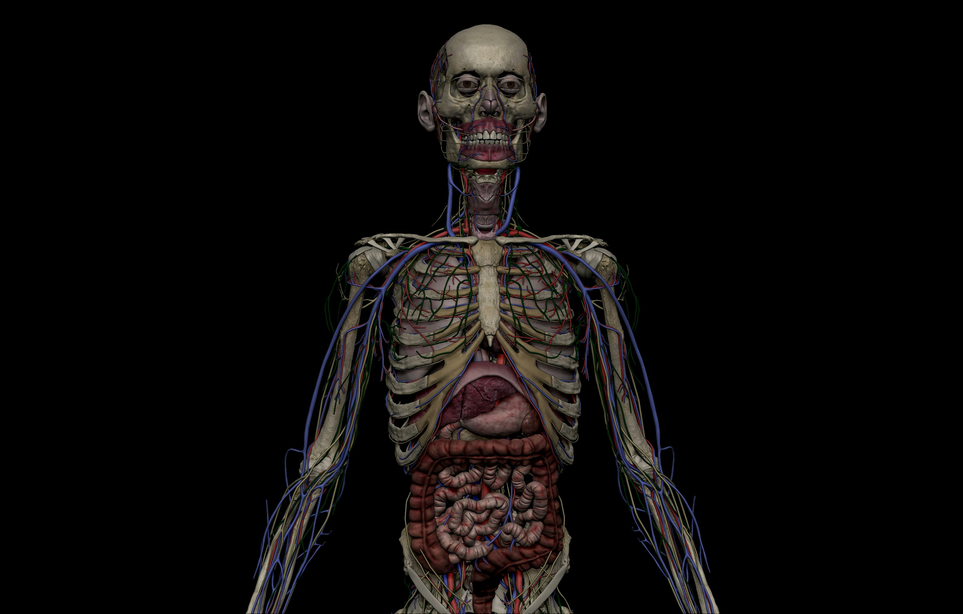 SA Anatomy gallery image