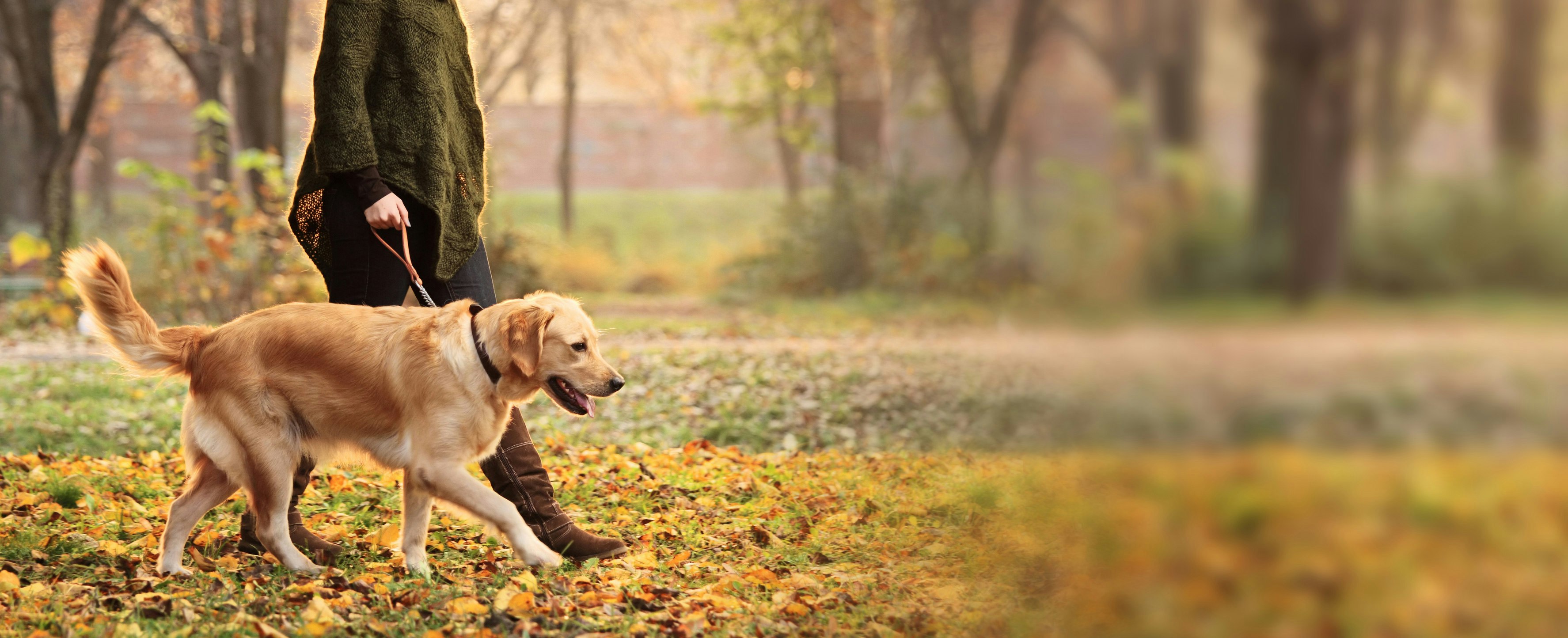 WoofTrax gallery image