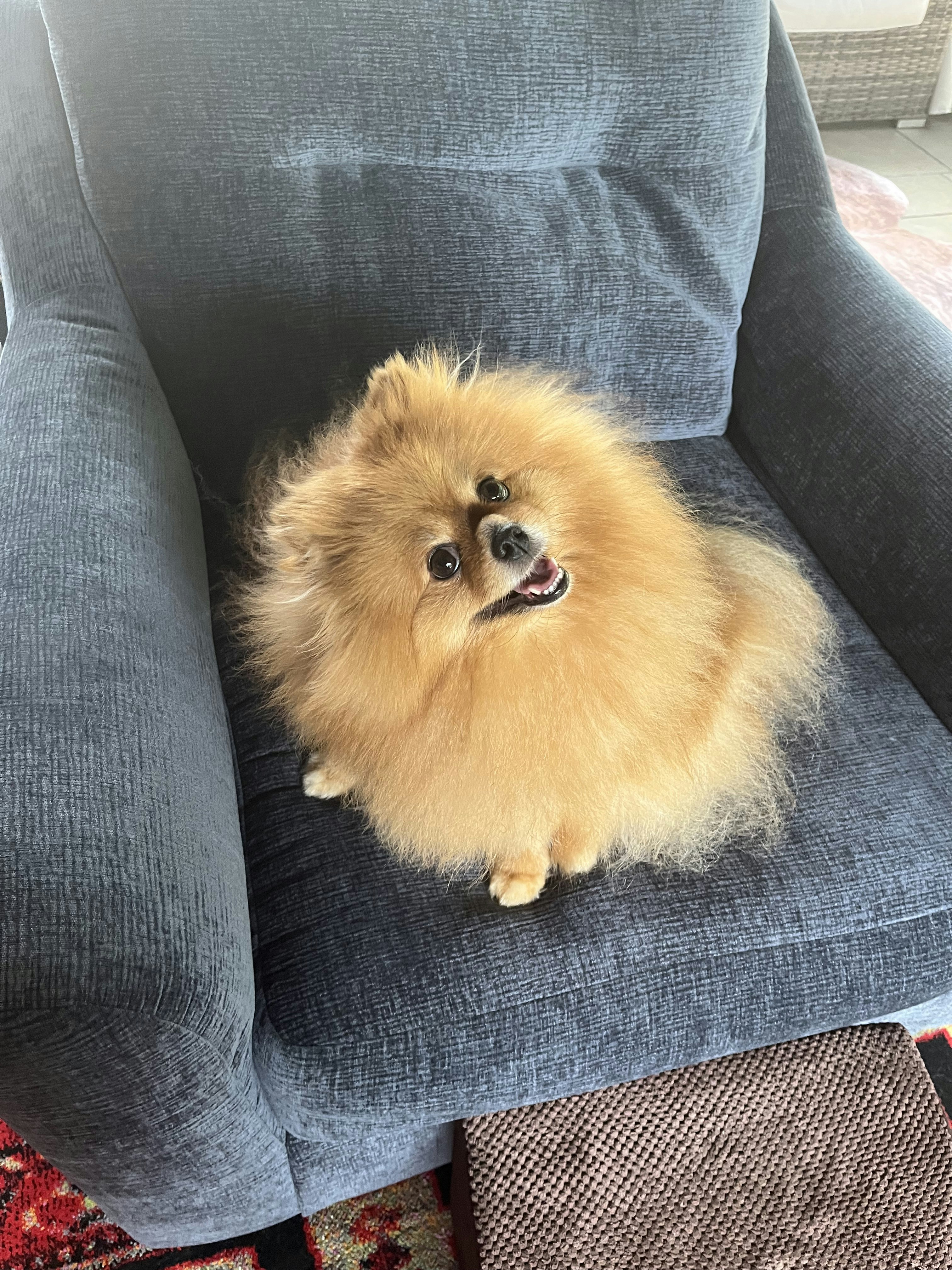 Companion — Pet Care