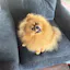 Companion — Pet Care