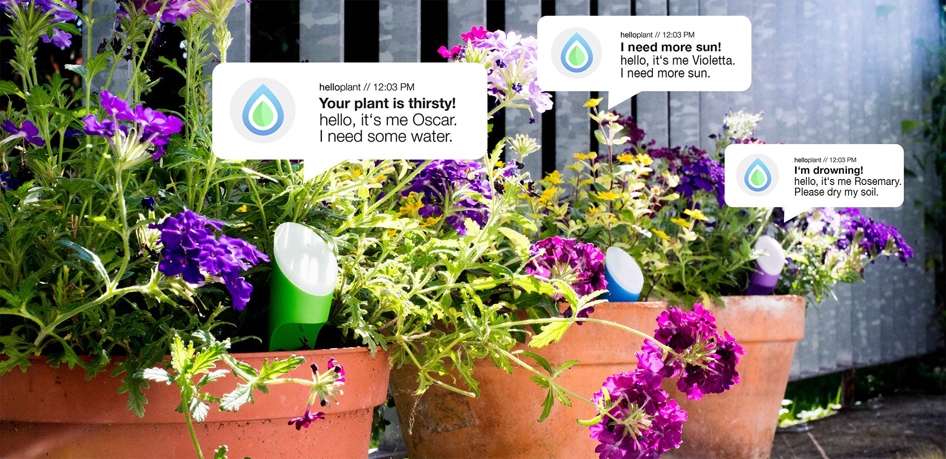 helloplant Image