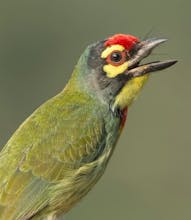 Safe repels animal supplier gallery image