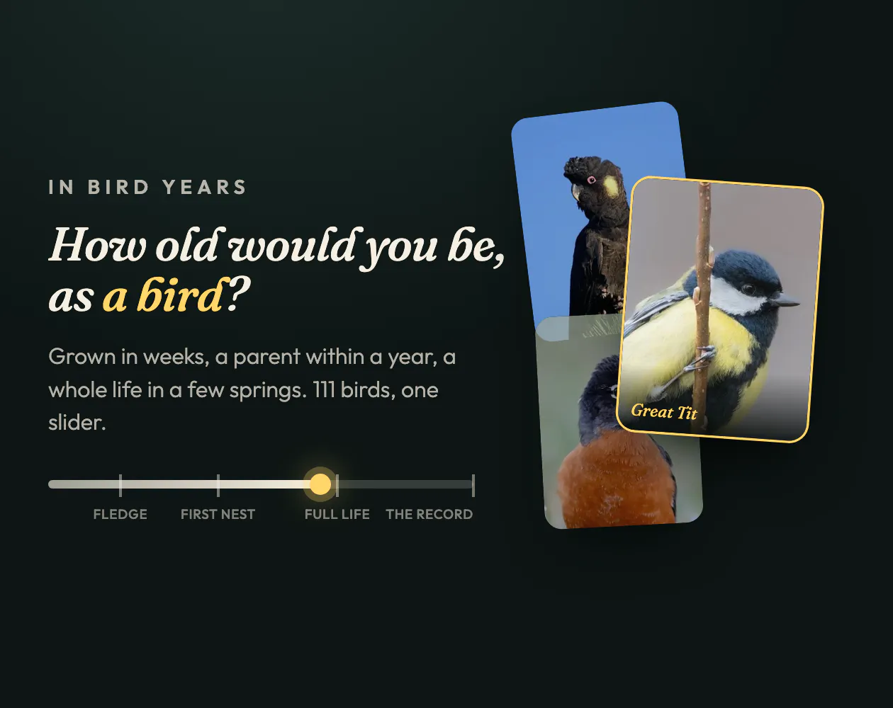 In Bird Years gallery image