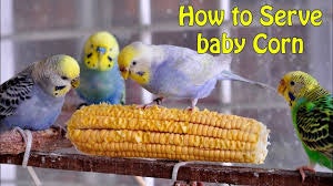 Best Parakeet Foods gallery image