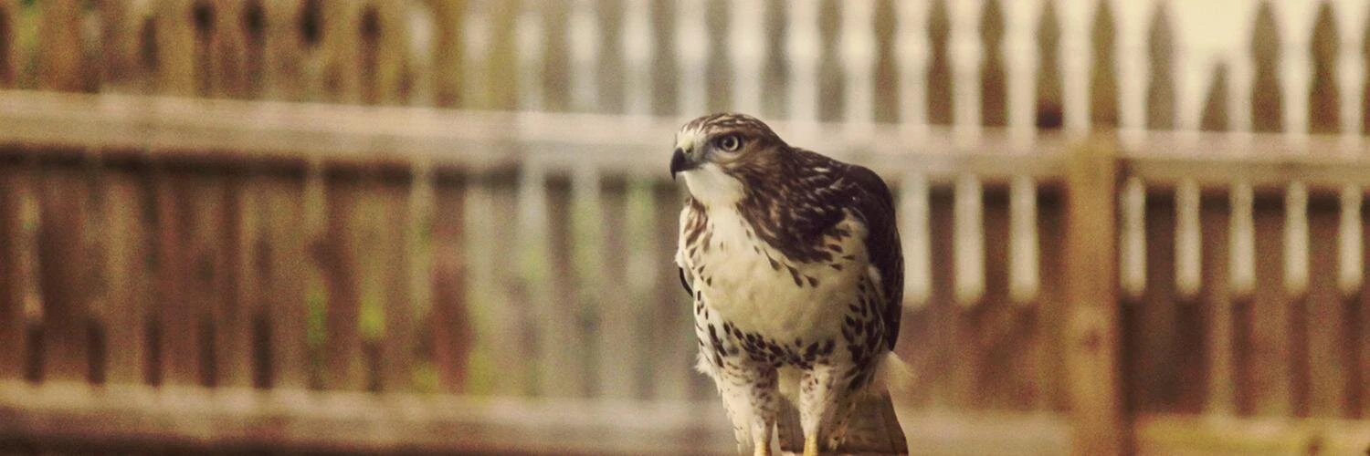 Brett Rakestraw cover