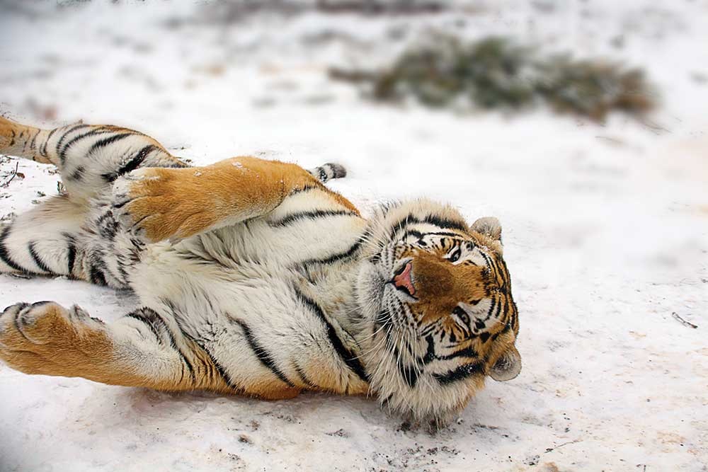 Tiger World 2017 calendar gallery image