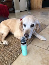 Clean - ZenPup CBD Dry Shampoo gallery image