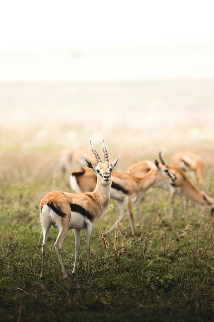 Africantrust Safari gallery image
