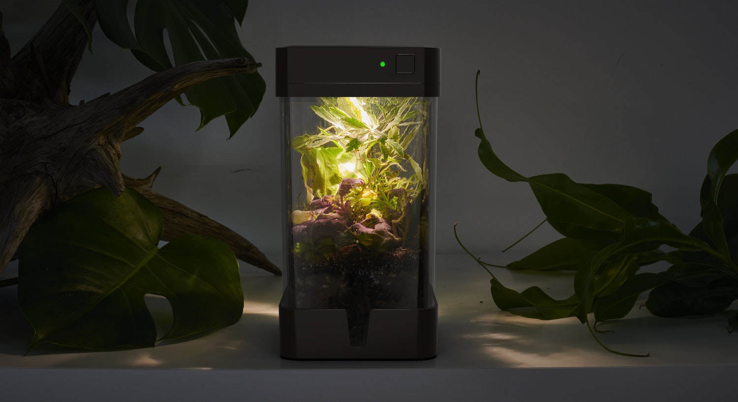 OrchidBox Smart Mini Terrarium 🌱 gallery image