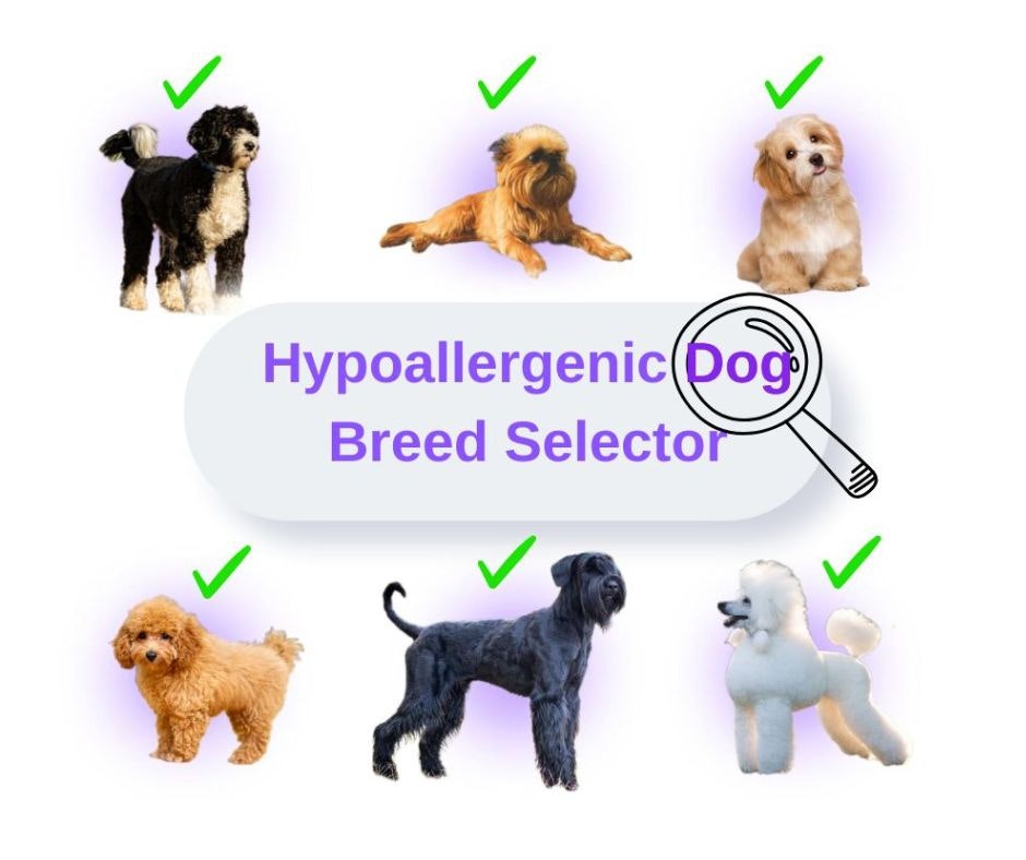 Média Sélecteur en ligne de chien hypoallergénique - Sélecteur de race interactif pour les chiens adaptés aux allergies 2