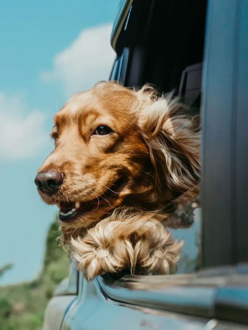 Only4MyPets screenshot 1