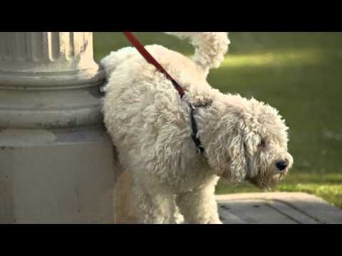 Petnostics gallery image