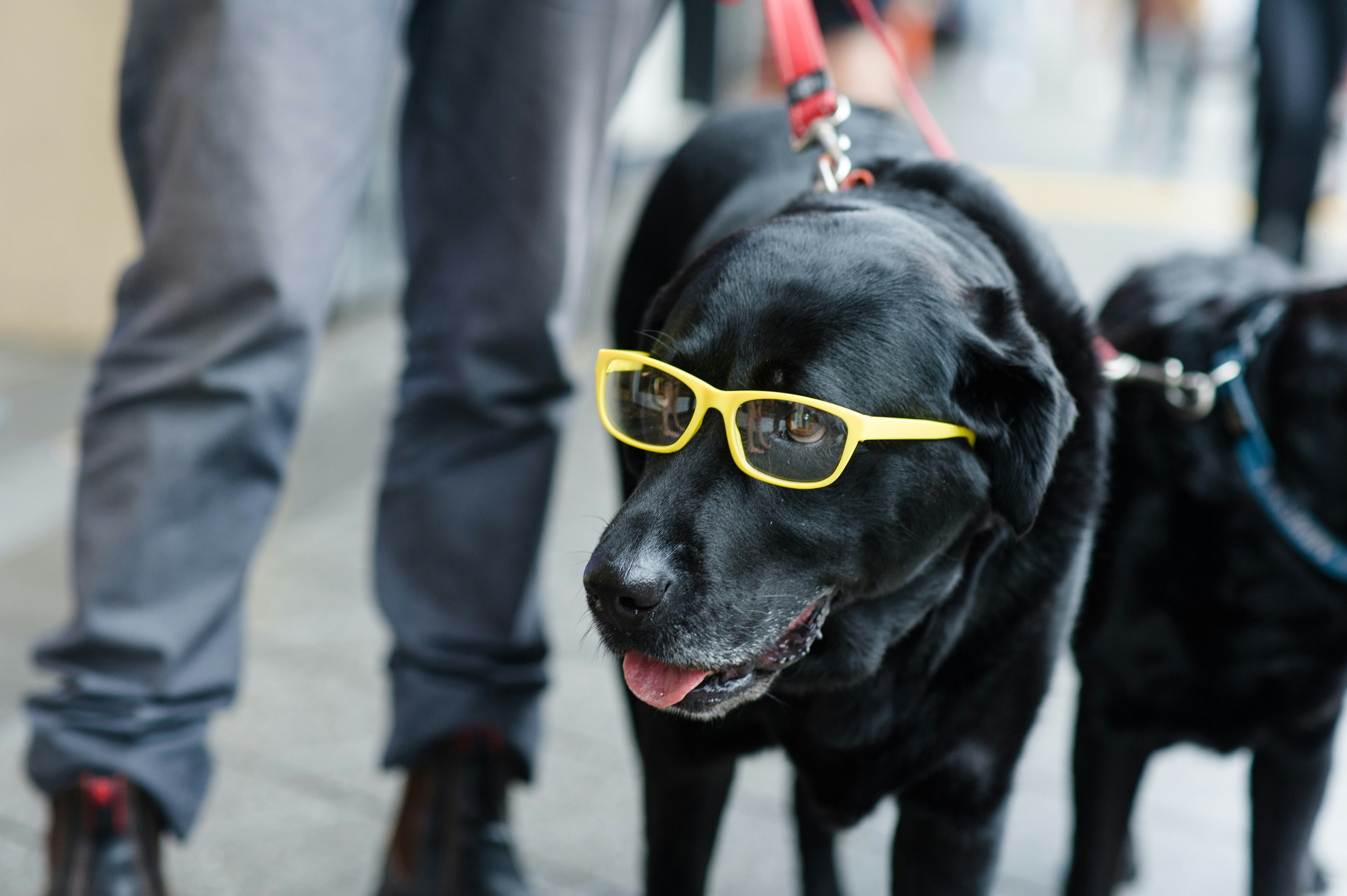 Dresden Vision gallery image