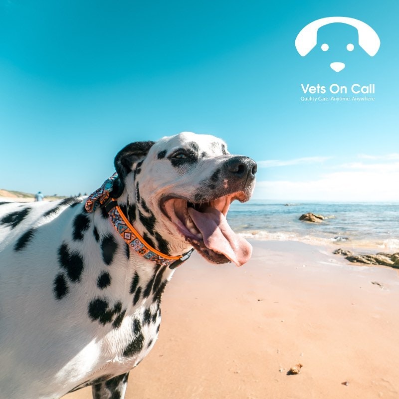 Vets on Call gallery image