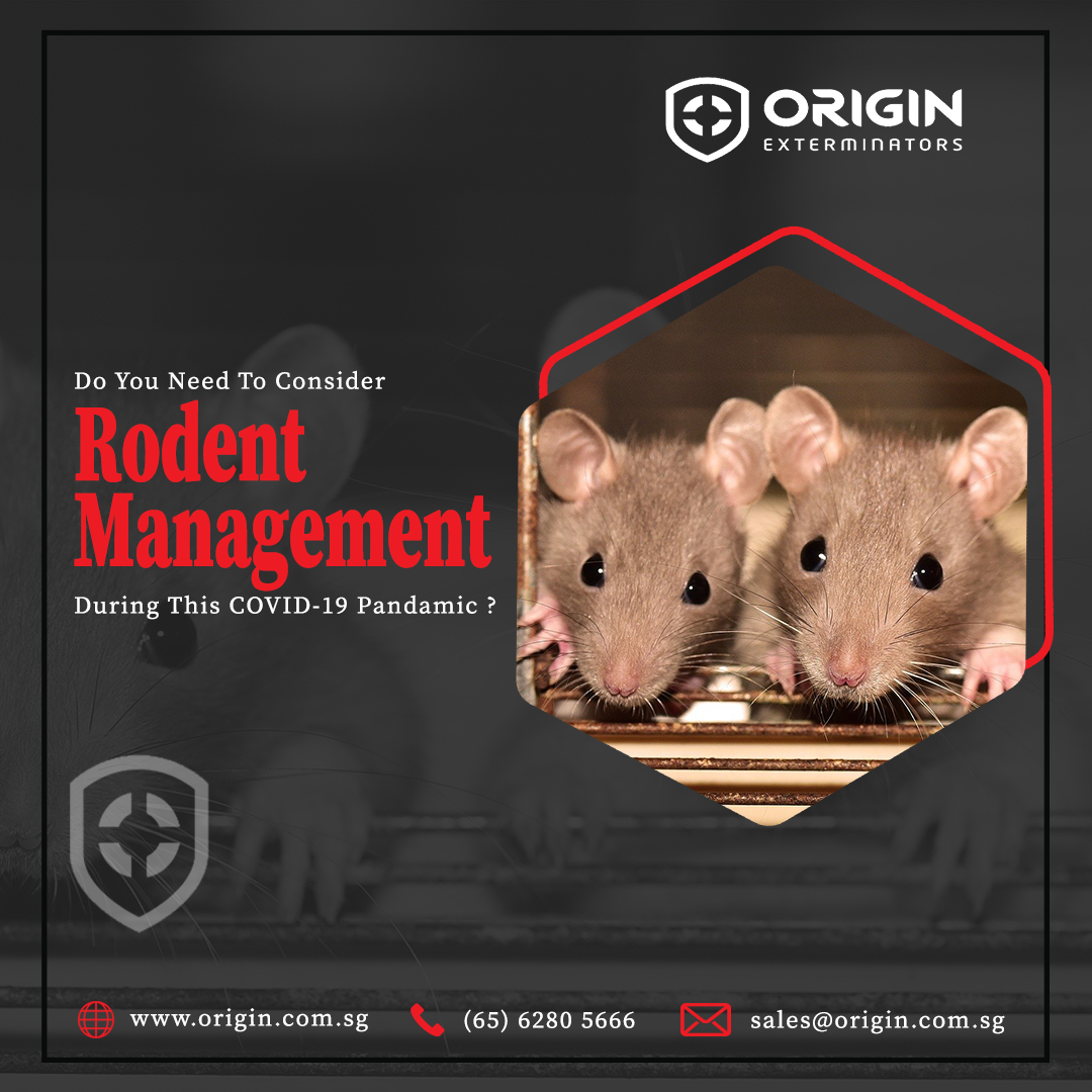Pest Control Services Singapore gallery image