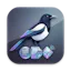 Jackdaw