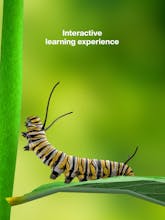 Butterfly Story gallery image