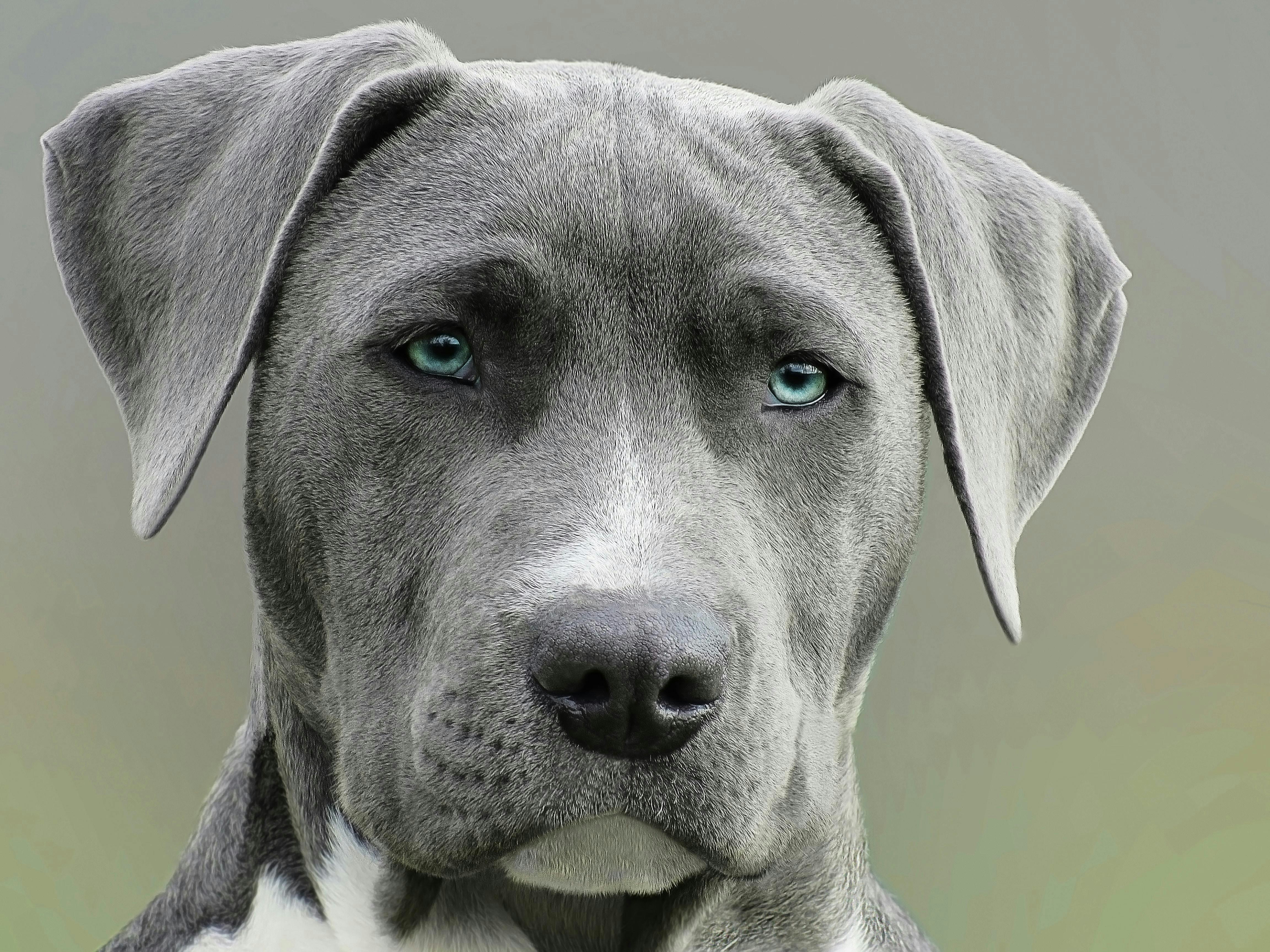 Petshard - Al-Powered Pet Companion voor je harige vrienden media 2