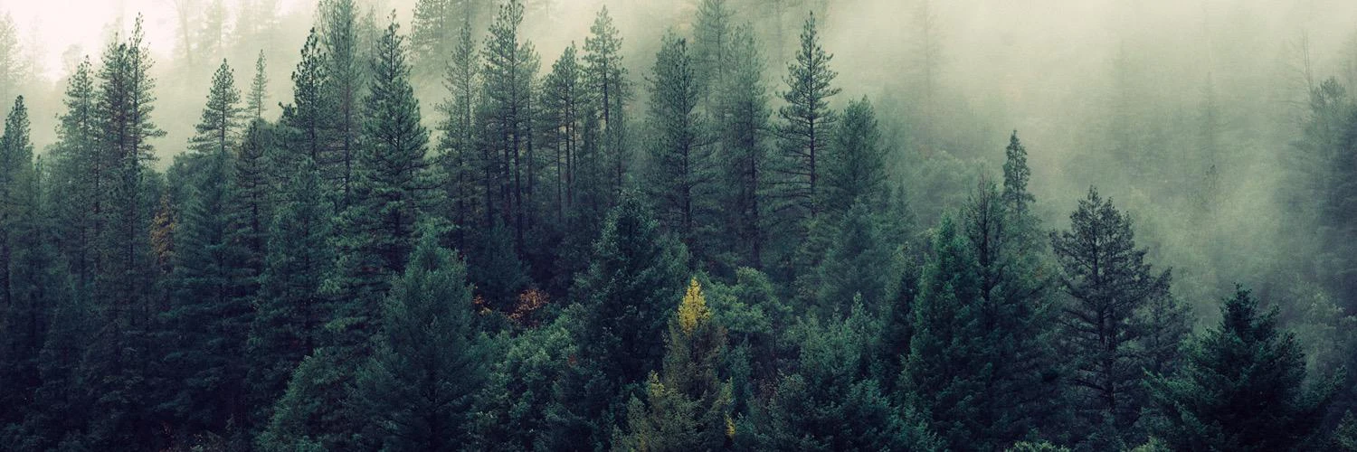 Alexis Canestrier cover