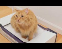 Cat Box Pro media 1