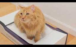 Cat Box Pro media 1