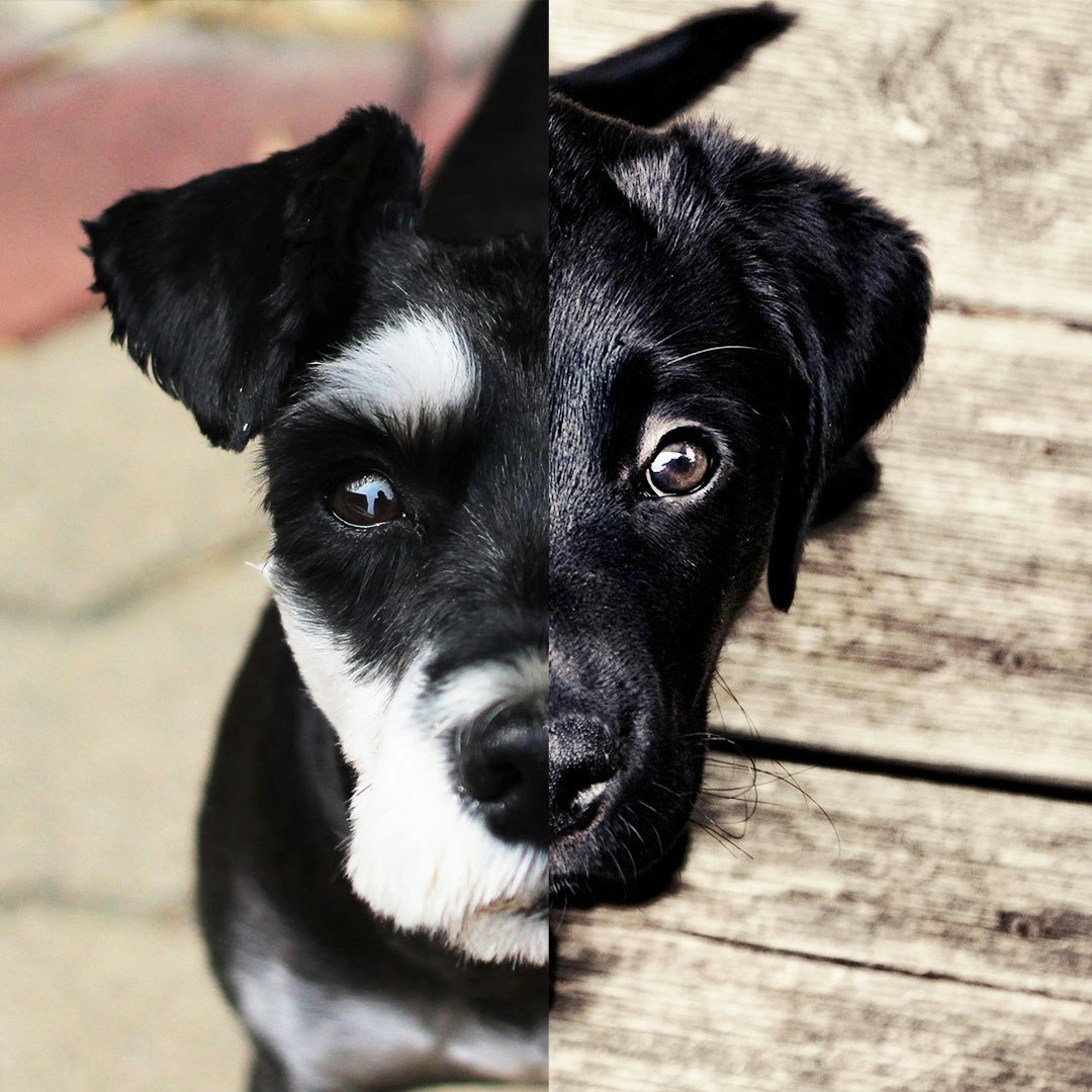 Halfie gallery image