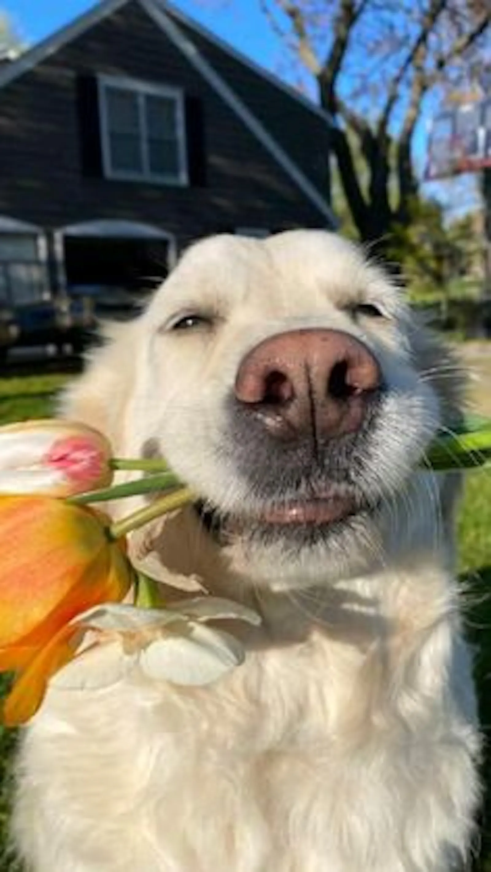Dog screenshot 1