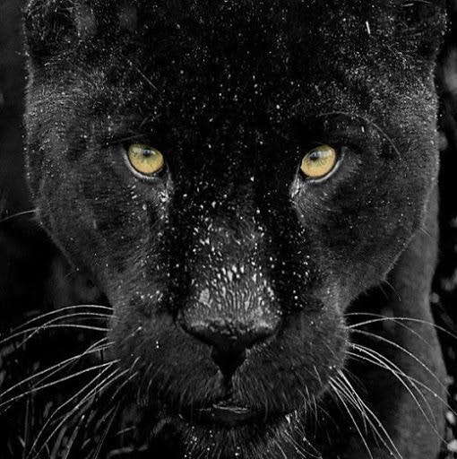 Panther gallery image