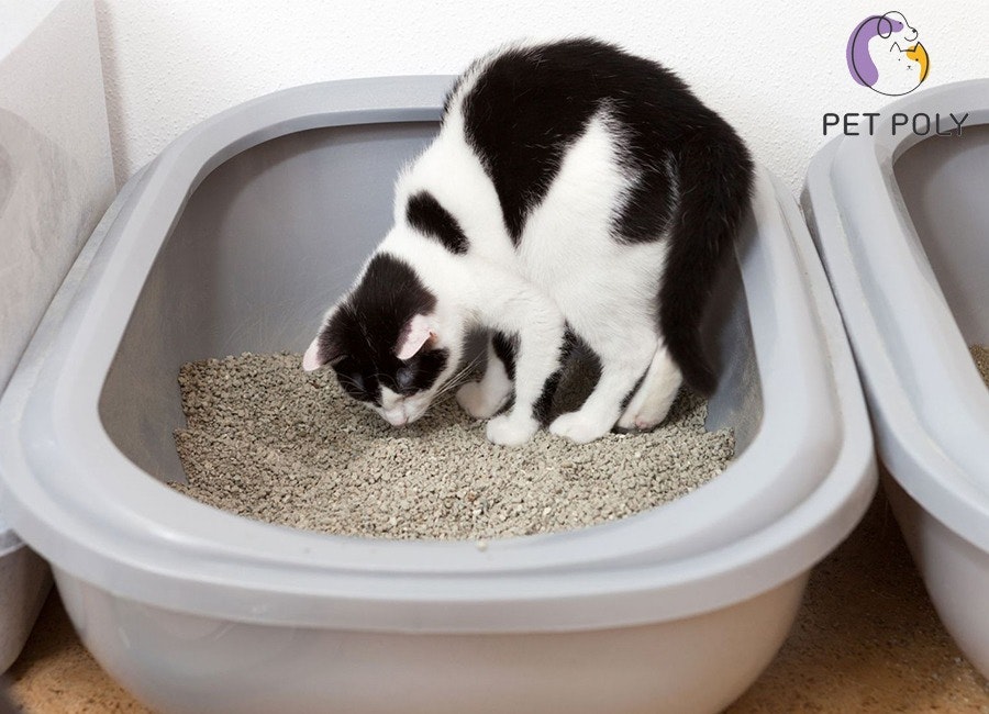 Enseigner aux chats au sable de toilette au bon endroit media 5
