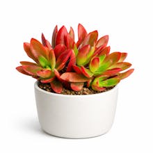 Plant Orbit gallery image