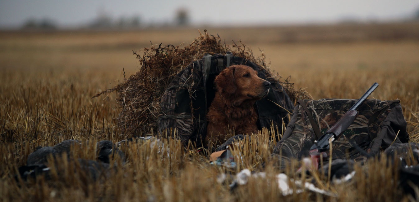 Hunting Companion - Best Kennel