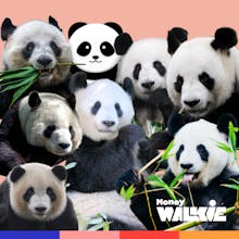 Money Walkie gallery image