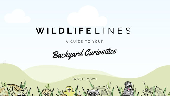 Wildlifelines: A Guide to Your Backyard Curiosities media 1